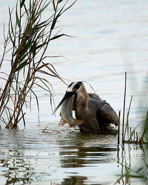 Heron Catching Bass