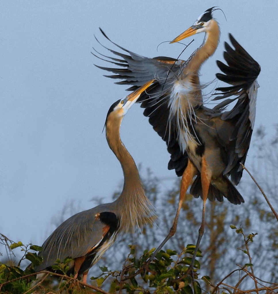Heron-With-Sticks