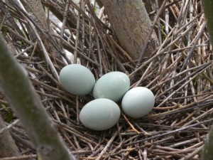 Heron Eggs