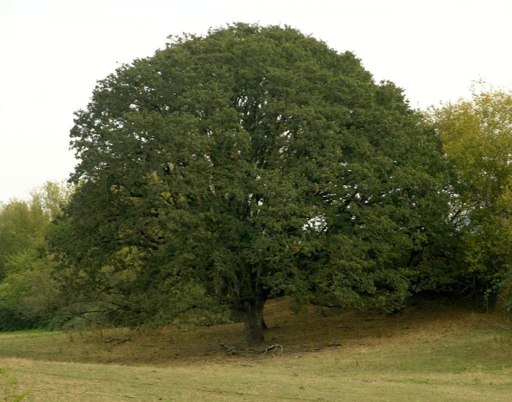 Quercus_garryana_Vgarryana