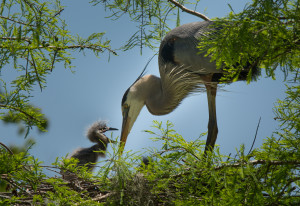 Parent feeding heron chick