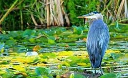 Great Blue Heron