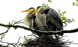 Daily Life of the Commodore Park Herons