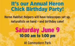 Heron Chick Birthday Celebration