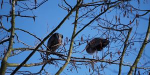The 2019 Heron Season Begins
