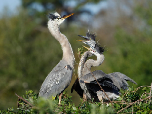 Celebrating the heron chicks and the 2019 colony season