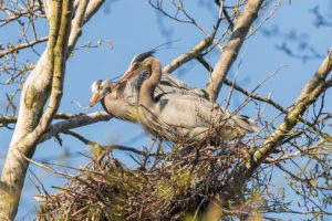 Heron Monitor Training and Info – 2022 season