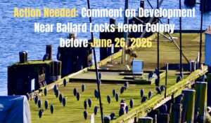 Mitigating great blue heron colony impact